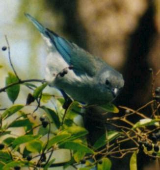 En la distancia: La leyenda del pájaro chogüí