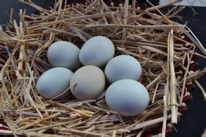 En Limache crían gallinas Araucanas ponedoras de “huevos azules ...