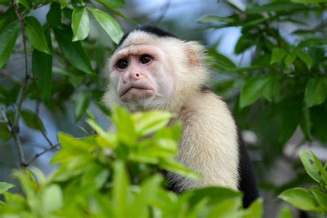 En Loreto, ponen a la venta monos capuchinos por internet   El ...