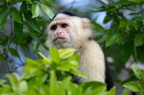 En Loreto, ponen a la venta monos capuchinos por internet ...