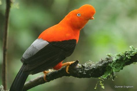 En los densos bosques de la selva, vive una de las aves más bellas del ...