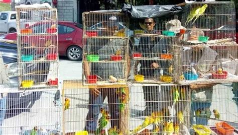 En Pachuca sigue venta de aves en peligro de extinción