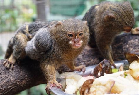 En pandemia, nacen 17 animales en el Zoológico de Barranquilla   Notiweb