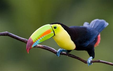 En peligro de extinción 122 especies de aves en Colombia