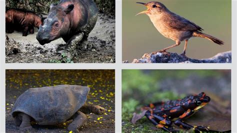 En peligro de extinción, 515 especies de vertebrados   Proceso