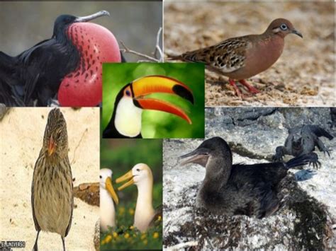 En peligro de extinción el 69 % de las especies de aves de Galápagos ...