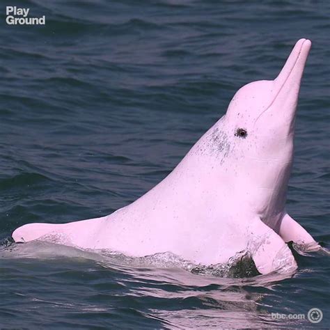 En peligro de extinción: el delfín rosado de Hong Kong ...