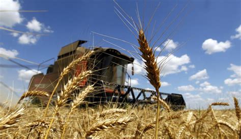 En pocos días se generalizarán las cosechas de trigo   Negocios   16/11 ...