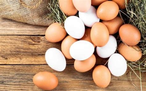 ¿En qué beneficia comer huevos de gallina libre? | Mujeres ...