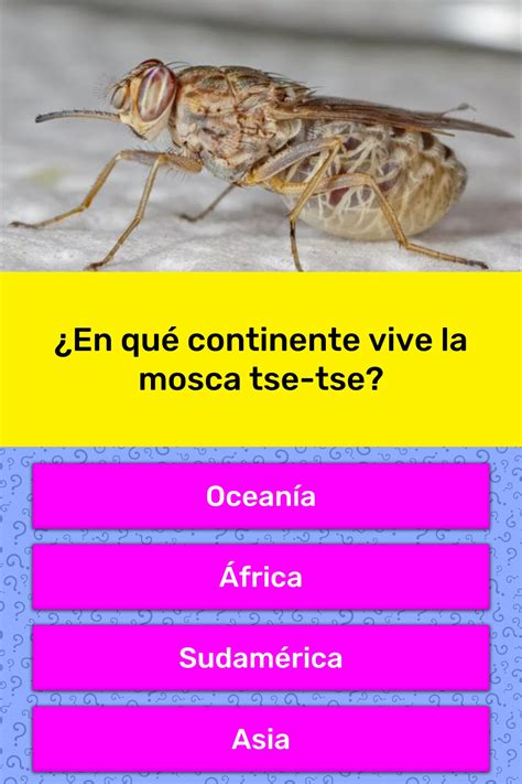 ¿En qué continente vive la mosca... | La respuesta de Trivia