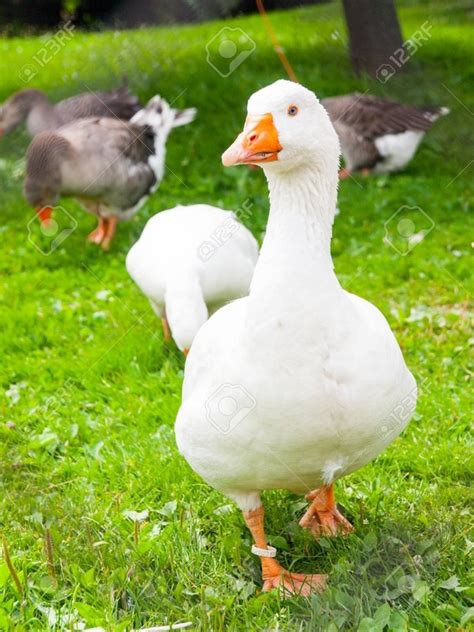 ¿En qué se diferencian un pato, un ganso y una oca?   Quora
