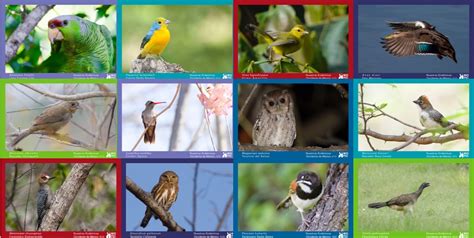 En riesgo de extinción, 95% de aves endémicas de México | Página 66