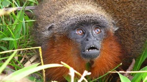 En serio riesgo de desaparecer 10 especies que solo habitan en Colombia ...