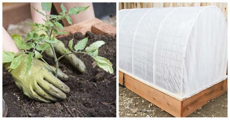 En sólo 9 simples pasos puedes crear tu propio invernadero en casa   AYAYAY