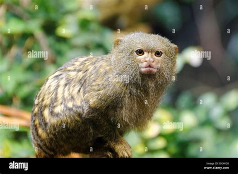 En titíes pigmeo  Cebuella pygmaea  es un pequeño mono del Nuevo Mundo ...
