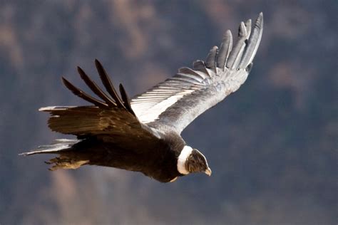 Enciclopedia de animales en extinción: 2014. Condor andino