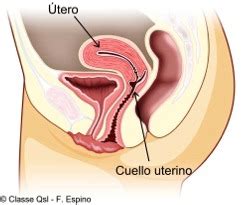 Enciclopedia Salud: Definición de Cuello uterino
