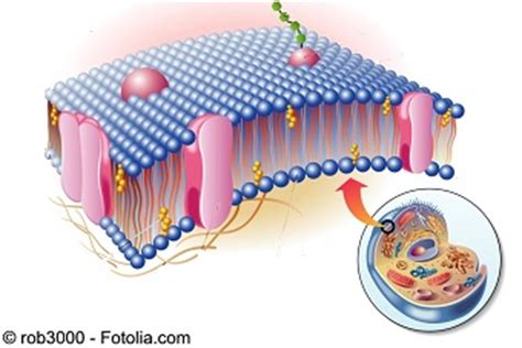 Enciclopedia Salud: Definición de Membrana celular