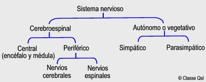 Enciclopedia Salud: Definición de Sistema nervioso