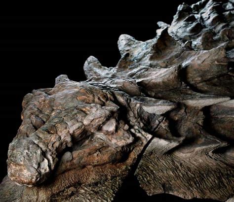 Encontraron el fósil de dinosaurio mejor conservado de la historia ...