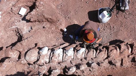 Encontraron restos fósiles de un dinosaurio que podría ser el más ...