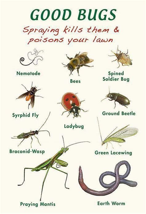 Encourage these good bugs in your garden by planting ...