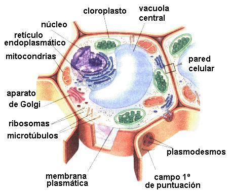 Encuentra aquí información de Organelas citoplasmáticas ...
