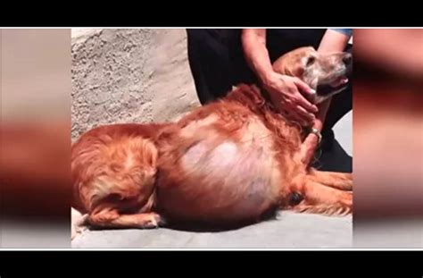 Encuentran a un perro con un terrible tumor de 20 kilos ...
