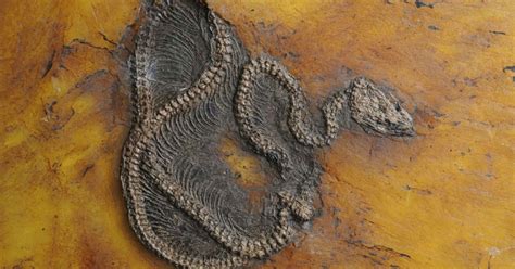 Encuentran el fósil de la pitón más antigua del mundo | EL IMPARCIAL ...