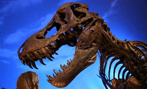 Encuentran el mayor fósil de Tiranosaurio rex   El Parana ...