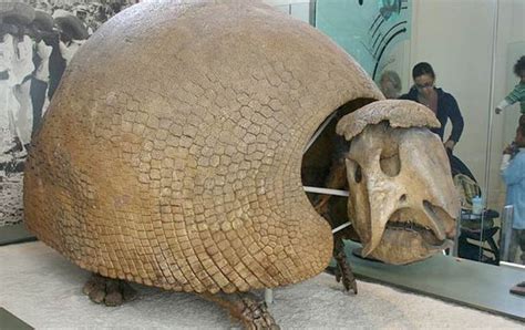 Encuentran en Argentina fósiles de armadillos gigantes   miBrujula.com