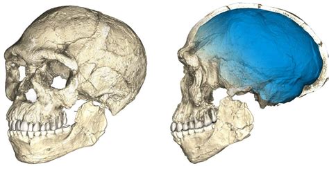 Encuentran en Marruecos los fósiles de homo sapiens más ...