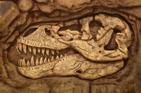 ¡Encuentran fósil de dinosaurio en estacionamiento de Veracruz! | Ya! FM