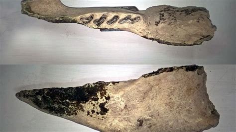 Encuentran fósiles de un perezoso gigante extinto en Argentina   El ...
