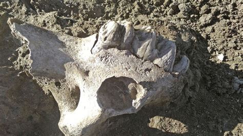 Encuentran fósiles prehistóricos en Junín | Crónica | Firme junto al pueblo