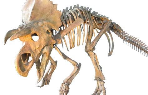 Encuentran huesos de dinosaurio de una especie nunca antes descubierta ...