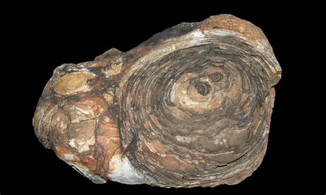 Encuentran los fósiles más antiguos del mundo en Groenlandia