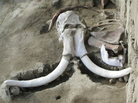 Encuentran más de 60 restos de mamuts en Santa Lucía | Dónde Ir