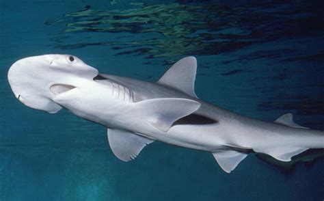 Encuentran nueva especie de tiburón que no come carne ...