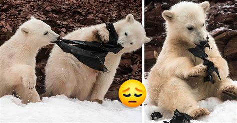 Encuentran osos polares comiendo una bolsa de plástico