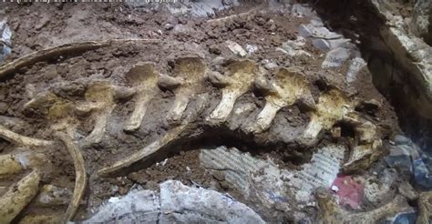 Encuentran restos de un ciervo prehistórico en Argentina