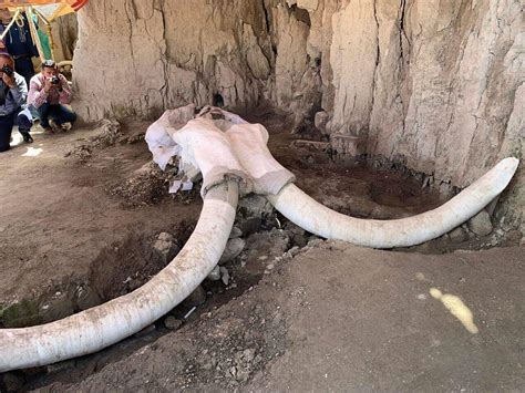 Encuentran trampa para mamuts en México   MediaLab
