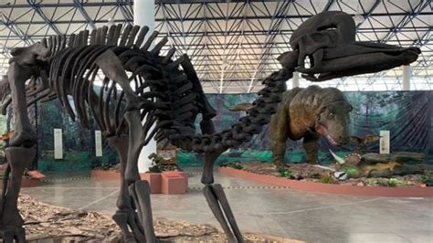 Encuentro con Dinosaurios, la exposición de fósiles descubiertos en ...