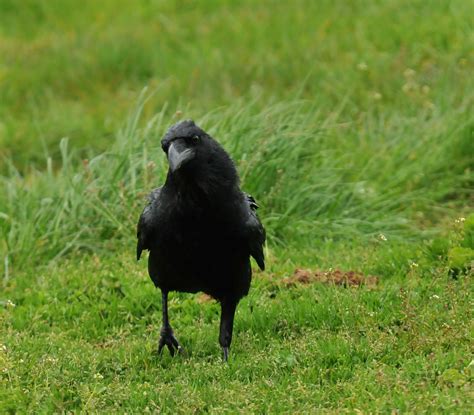 ENCUENTROS DE LIBERTAD: El ave negra y las plumas mojadas.  CORVUS CORAX