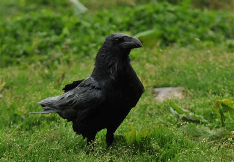 ENCUENTROS DE LIBERTAD: El ave negra y las plumas mojadas.  CORVUS CORAX