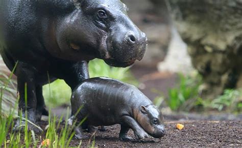 Endangered Baby Pygmy Hippo Takes First Public Swim In ...