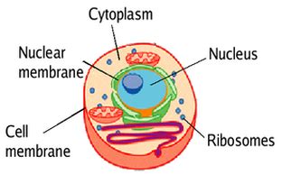 Endoplasmic Reticulm   Eukaryotic Cell Organelles