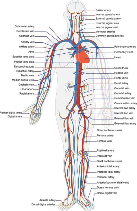Enfermedades del sistema circulatorio