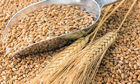 Enfermedades del trigo, descripción y manejo   AgroSpray Blog