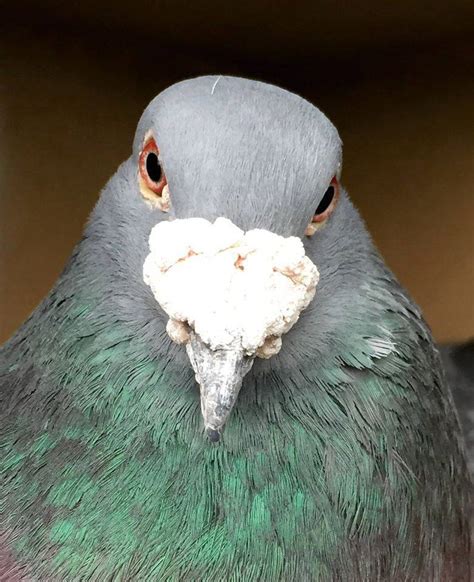 Enfermedades en las palomas nieripigeons add.: ¿Qué comen o deben comer ...